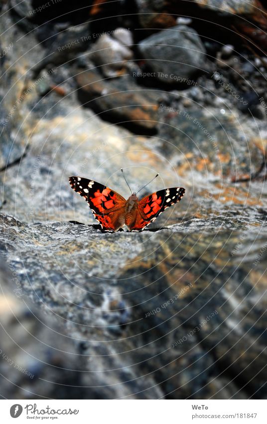 Flugwunder Farbfoto Außenaufnahme Menschenleer Morgen Sonnenlicht Tierporträt Natur Felsen Schmetterling 1 einzigartig Pause Distelfalter Alpenüberflug Tag