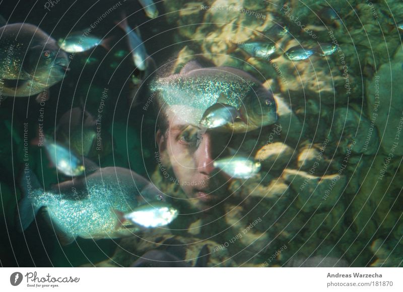 Aquarium Face Freiheit Meer Mensch maskulin Junger Mann Jugendliche Gesicht 1 18-30 Jahre Erwachsene Umwelt Natur Wasser Tier Fisch Zoo Tiergruppe Schwarm Stein