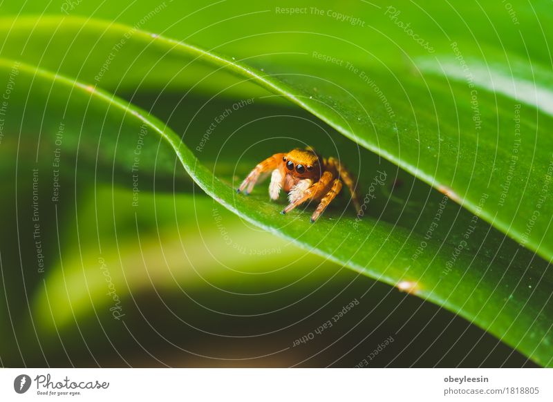 Spinne auf einem Blatt, Vintage-Farben und selektiven Fokus Kunst Tier Wildtier 1 Abenteuer Farbfoto mehrfarbig Nahaufnahme Detailaufnahme Makroaufnahme