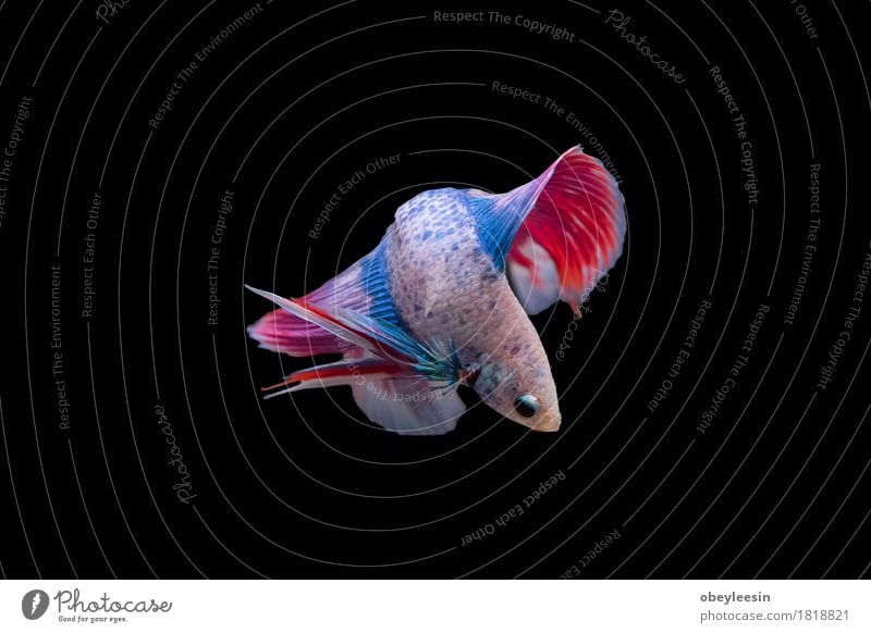 Siamesischer Kampffisch lokalisiert Kunst Natur Tier Haustier Nutztier 1 Abenteuer Farbfoto mehrfarbig Nahaufnahme Detailaufnahme Makroaufnahme Menschenleer