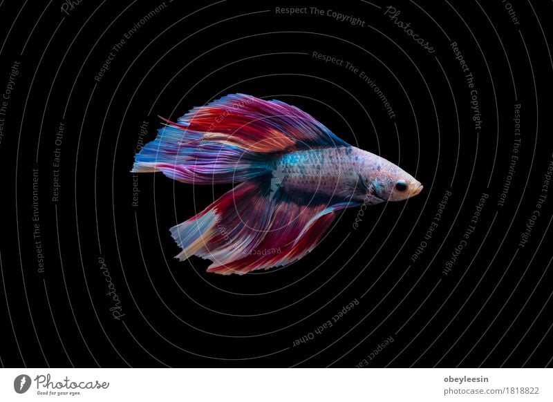 Siamesischer Kampffisch lokalisiert Kunst Natur Tier Haustier Nutztier Fisch 1 Abenteuer Farbfoto mehrfarbig Menschenleer Hintergrund neutral Tag Tierporträt