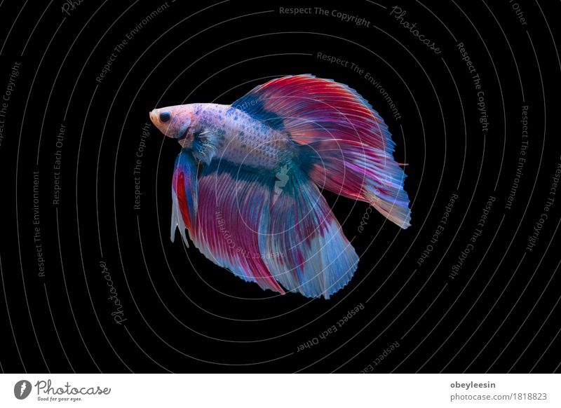 Siamesischer Kampffisch lokalisiert Kunst Natur Tier Haustier Nutztier Fisch 1 Abenteuer Farbfoto Nahaufnahme Detailaufnahme Makroaufnahme Menschenleer