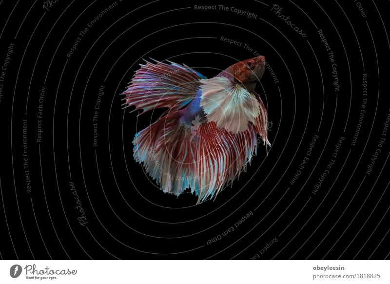 Siamesischer Kampffisch lokalisiert Kunst Künstler Natur Tier Haustier Nutztier Fisch 1 Abenteuer Farbfoto mehrfarbig Nahaufnahme Detailaufnahme Makroaufnahme