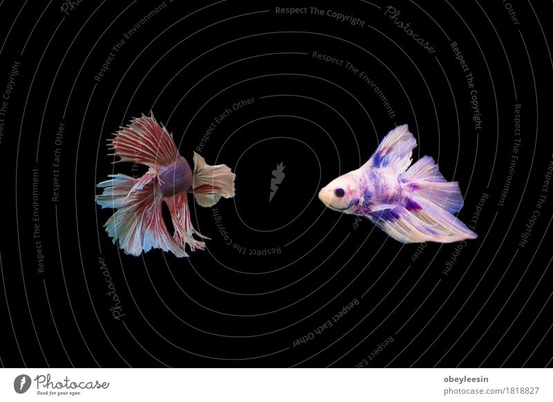 Siamesischer Kampffisch lokalisiert Kunst Künstler Tier Haustier Nutztier Fisch 2 Abenteuer Farbfoto mehrfarbig Nahaufnahme Detailaufnahme Makroaufnahme
