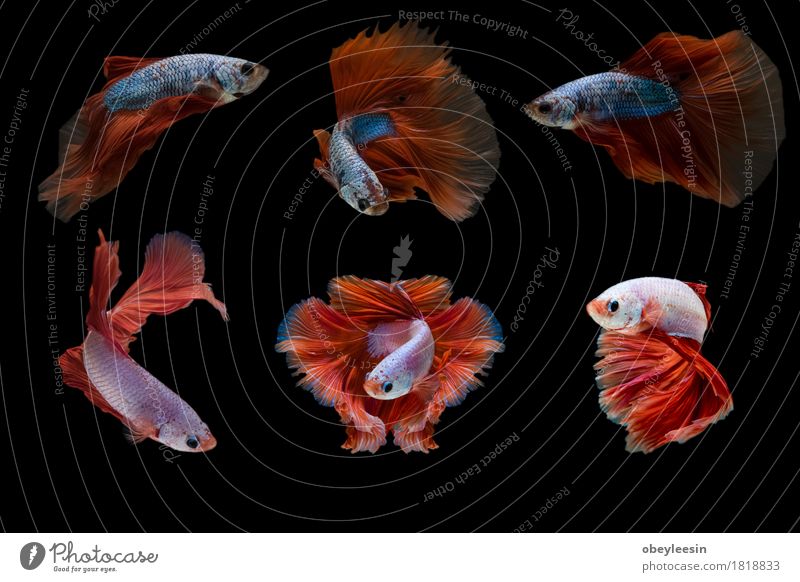 Siamesischer Kampffisch lokalisiert Kunst Künstler Natur Tier Haustier Nutztier Fisch Tiergruppe Abenteuer Farbfoto mehrfarbig Nahaufnahme Detailaufnahme