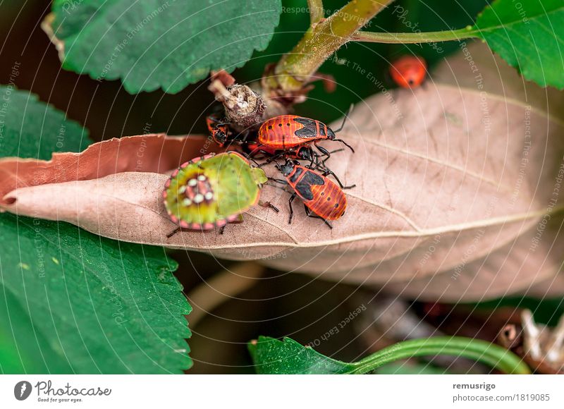 Ein paar Feuerwanzen Natur Blatt Bewegung gehen Arthropode Hintergrund Biologie Lebewesen Wanze Insekt Frühling Farbfoto Außenaufnahme Nahaufnahme