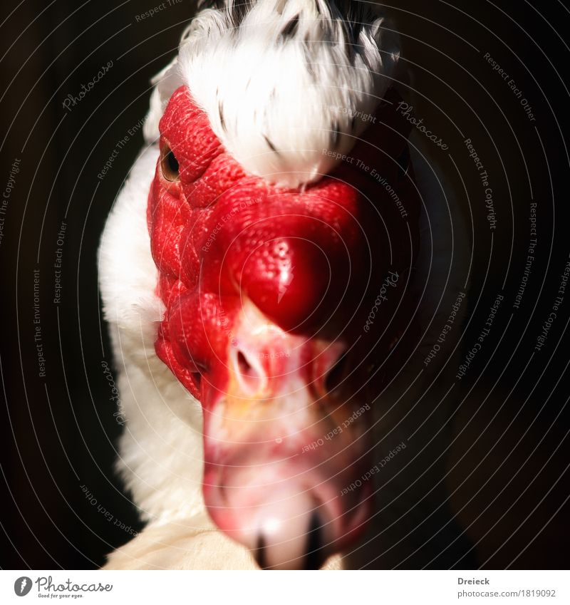 Warzenente Tier Vogel Tiergesicht Fell Ente Entenvögel 1 rot schwarz weiß Farbfoto Außenaufnahme Nahaufnahme Licht Schatten Kontrast Schwache Tiefenschärfe