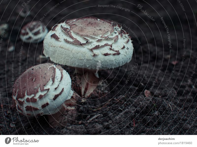 Findlinge gefunden auf dem Waldboden. Wunderschöne Pilze. Ernährung Freude Wohlgefühl Natur Herbst Schönes Wetter Pilzkopf Garten Bayern Deutschland