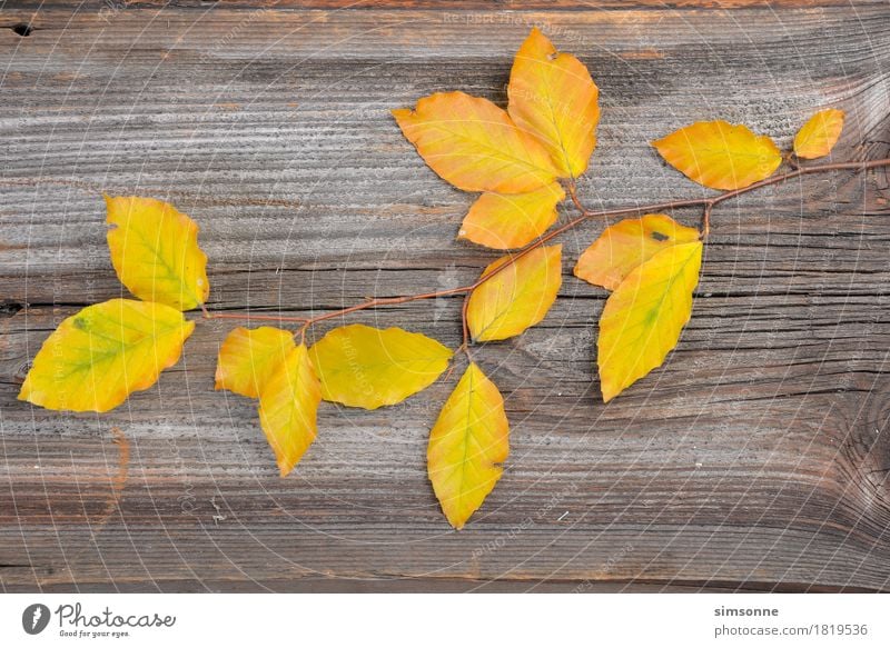 Herbst Bunte Buchenblätter auf Holzhintergrund Natur Pflanze Blatt Fahne alt lang gelb weiß Borte gold farben Ahorn Weinblatt Kiwilaub Buchenblatt Herbstlaub