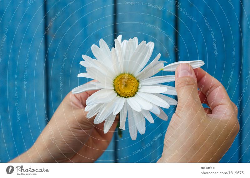 Menschliche Hände reißen auf einem Blütenblatt von einem Kopf von Gänseblümchen Hand Finger Pflanze Blume Holz Liebe blau weiß Fröhlichkeit Zusammensein Freude