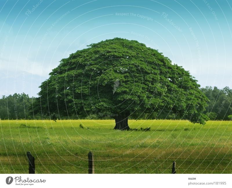 Lebensbaum ruhig Ausflug Umwelt Natur Landschaft Pflanze Sommer Baum Wiese alt Wachstum grün Zeit Zaun Mitte Jahreszeiten Baumstamm Baumkrone Farbfoto