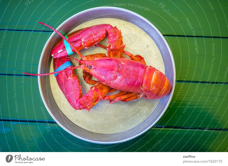 Foodfoto II Gesunde Ernährung Speise Essen Foodfotografie gesund ungesund Lebensmittel Krustentier Hummer Neuengland Maine Lobster rot