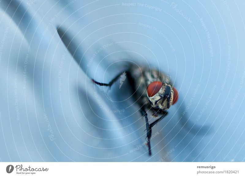 Nahaufnahme einer Fliege Tier Flügel sitzen Biologie Wanze Auge Insekt Schädlinge Farbfoto Außenaufnahme Detailaufnahme Makroaufnahme Menschenleer Morgen