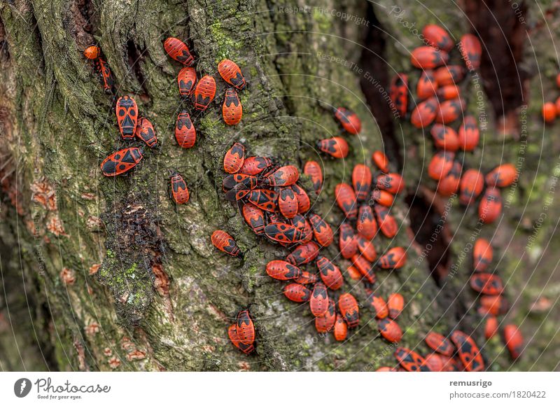 Eine Gruppe von Feuerwanzen Natur Baum Blatt Antenne sitzen Arthropode Hintergrund Biologie Lebewesen Wanze Insekt Frühling Farbfoto Außenaufnahme Nahaufnahme