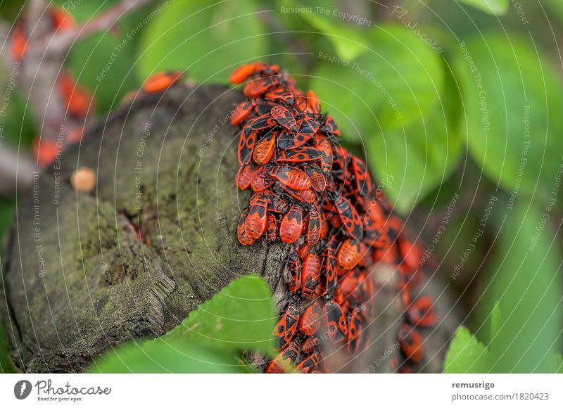 Eine Gruppe von Feuerwanzen Natur Blatt Antenne sitzen Arthropode Hintergrund Biologie Lebewesen Wanze Insekt Totholz Frühling Farbfoto Außenaufnahme