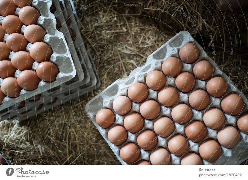Eier Lebensmittel Eierschale Eierkarton Eierpaletten Ernährung Essen Frühstück Bioprodukte Vegetarische Ernährung frisch Gesundheit Stroh Ostern Bauernhof
