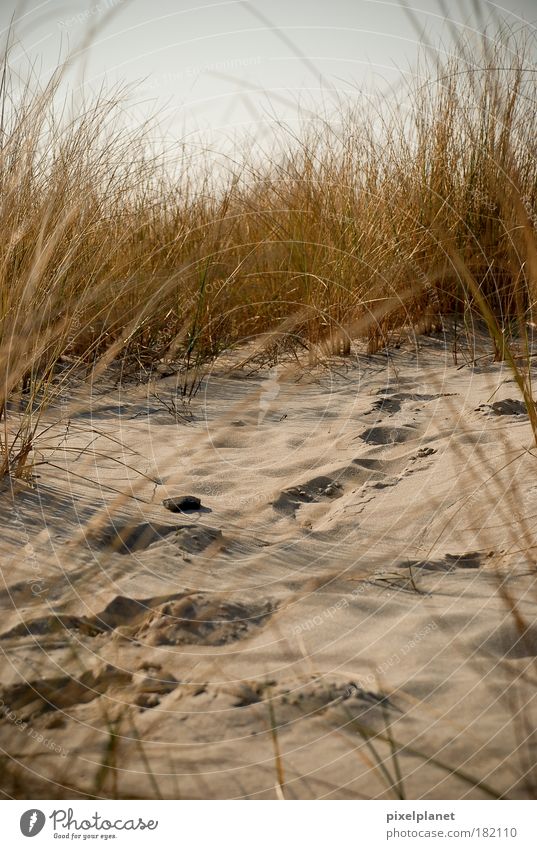 Spuren im Sand Farbfoto Außenaufnahme Menschenleer Tag Zentralperspektive Natur Erde Sträucher Strand Ostsee kuschlig diszipliniert
