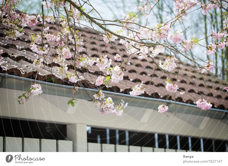 Blühender Baum vor Gebäude Pflanze Frühling Blüte Ast Mauer Wand Dach rosa Neuanfang Außenaufnahme Menschenleer Farbfoto Natur Tag Schönes Wetter Umwelt