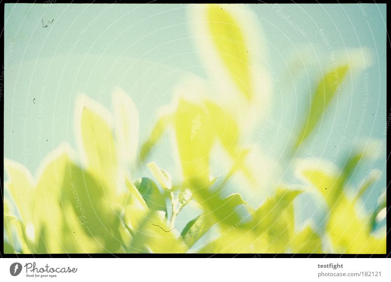 baby c´mon Farbfoto Außenaufnahme abstrakt Textfreiraum oben Schatten Sonnenlicht Sonnenstrahlen Umwelt Natur Pflanze Himmel Sommer Schönes Wetter Blühend