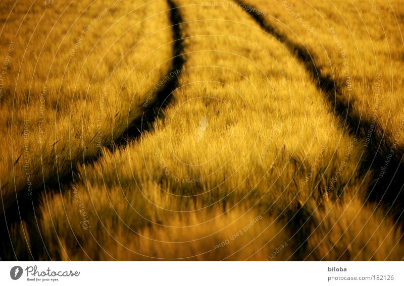 Getreidefeld im goldenen Abendlicht mit Traktorspuren Korn Kornfeld Umwelt Natur Pflanze Herbst Wärme Feld braun gelb schwarz Ernte Kurve Bogen