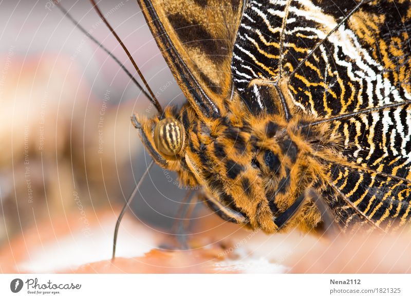 voll gestreift Natur Pflanze Tier Schmetterling 1 braun orange Muster Farbfoto Nahaufnahme Detailaufnahme Makroaufnahme Strukturen & Formen Menschenleer