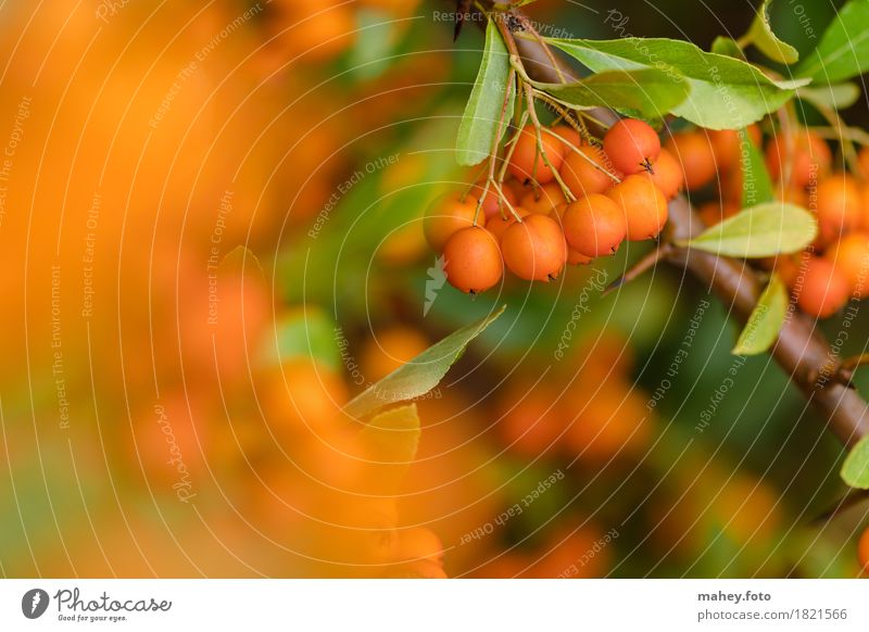Herbstfarbtupfer Garten Natur Pflanze stachelig grün orange Beeren Botanik Dorn Dornenstrauch Farben Feuerdorn Gartenpflanzen Hecke Heckenpflanzen Jahreszeiten