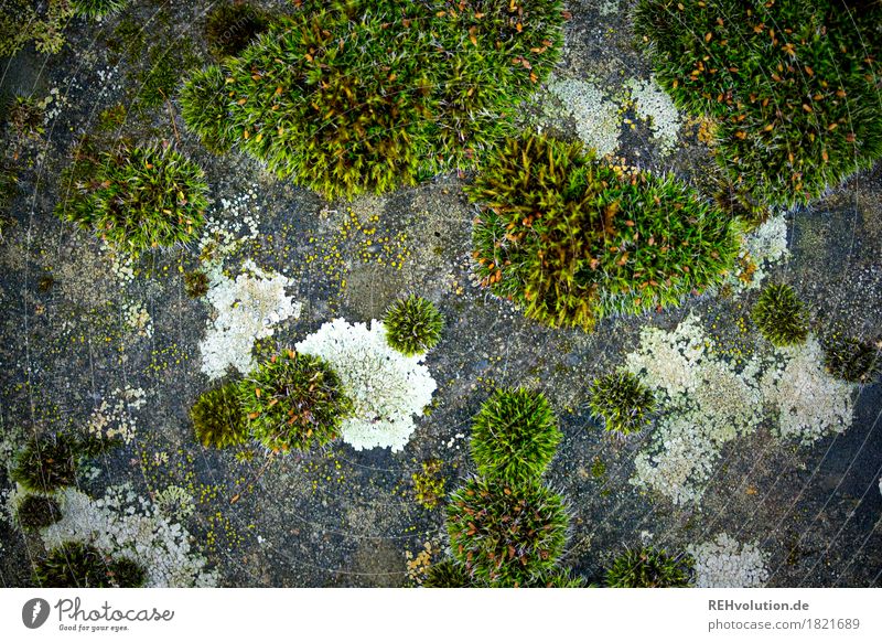 Moos Umwelt Natur Pflanze Grünpflanze Stein Beton Wachstum grün Farbfoto Gedeckte Farben Außenaufnahme Nahaufnahme Detailaufnahme Makroaufnahme