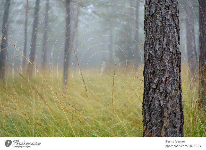 stamm Umwelt Natur Wald Gefühle Stimmung Herbst Nebel Gras grau Baumrinde Kiefer dick Kraft Wetter schlechtes Wetter Farbfoto Außenaufnahme Menschenleer