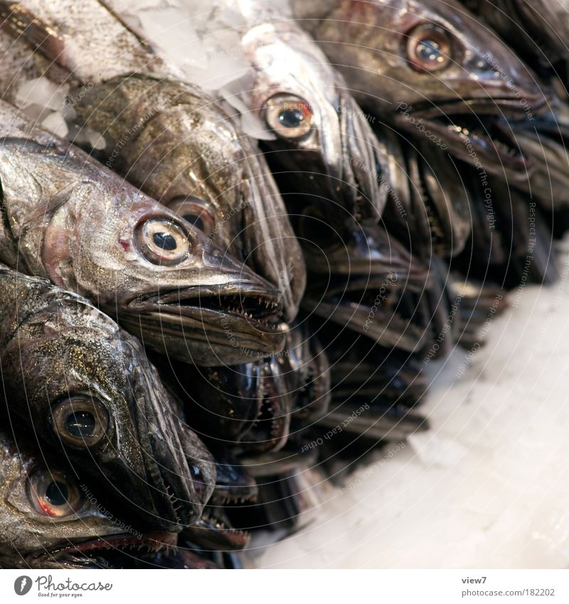 reichlich Farbfoto Gedeckte Farben Detailaufnahme Menschenleer Starke Tiefenschärfe Blick Blick in die Kamera Lebensmittel Fisch Ernährung Sushi Handel 4 Tier