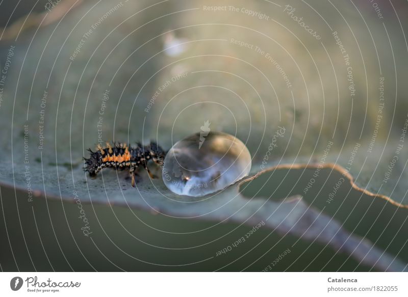 Durst, die Larve eines Marienkäfers trinkt an einem Regentropfen Pflanze Tier Wasser Wassertropfen Herbst Blatt Nutzpflanze Blumenkohlblatt Gemüsegarten Käfer