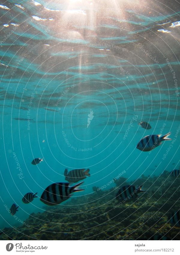 underwaterworld Umwelt Natur Tier Wasser Korallenriff Meer Redang Malaysia Asien Südostasien Wildtier Fisch Schuppen Tiergruppe Schwarm blau schwarz weiß Freude