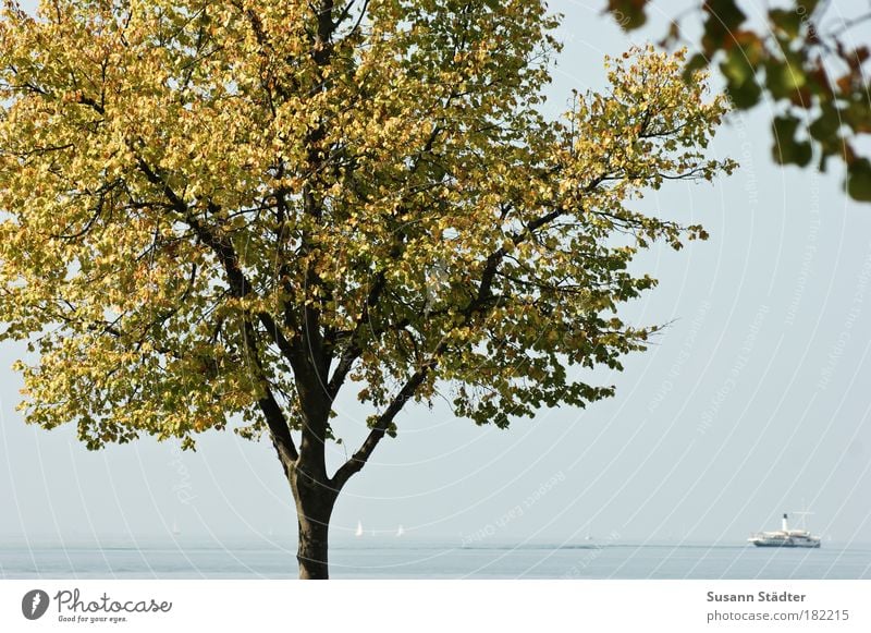 Postkarte aus Lindau Licht Kontrast Sonnenlicht Natur Wasser Baum Wellen Küste Seeufer Bucht Insel Schifffahrt Binnenschifffahrt Kreuzfahrt Passagierschiff