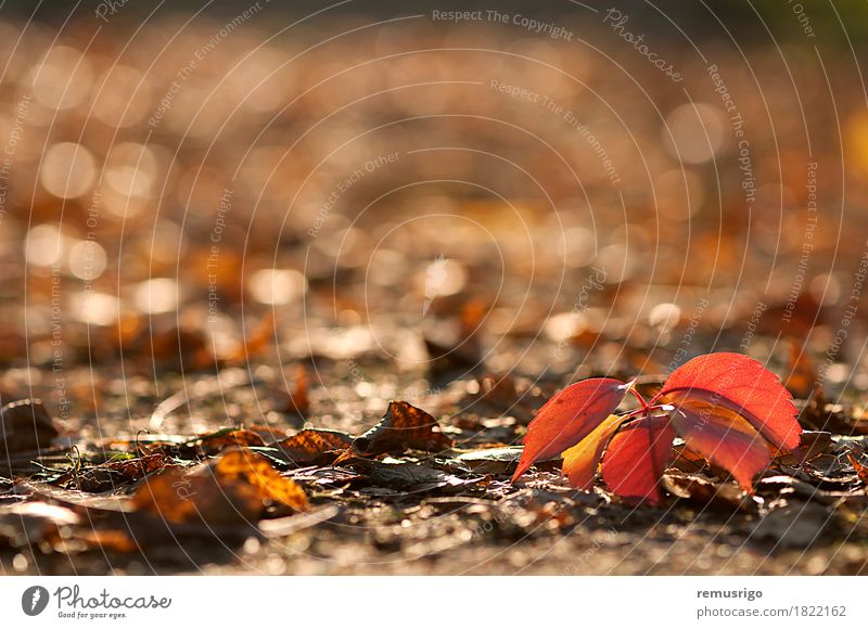 Rote Blätter auf dem Boden Herbst Blatt Park braun gelb rot Farbe Hintergrund Öko November Jahreszeiten Konsistenz Farbfoto Außenaufnahme Menschenleer Morgen