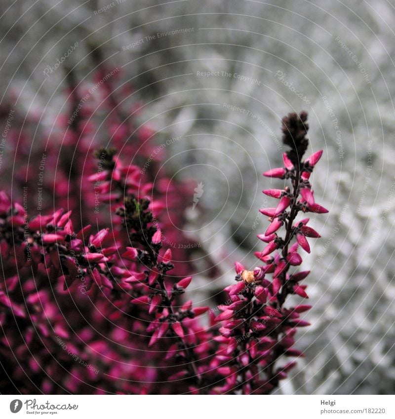 Erika Farbfoto mehrfarbig Außenaufnahme Detailaufnahme Menschenleer Textfreiraum rechts Textfreiraum oben Tag Natur Pflanze Herbst Blume Blüte