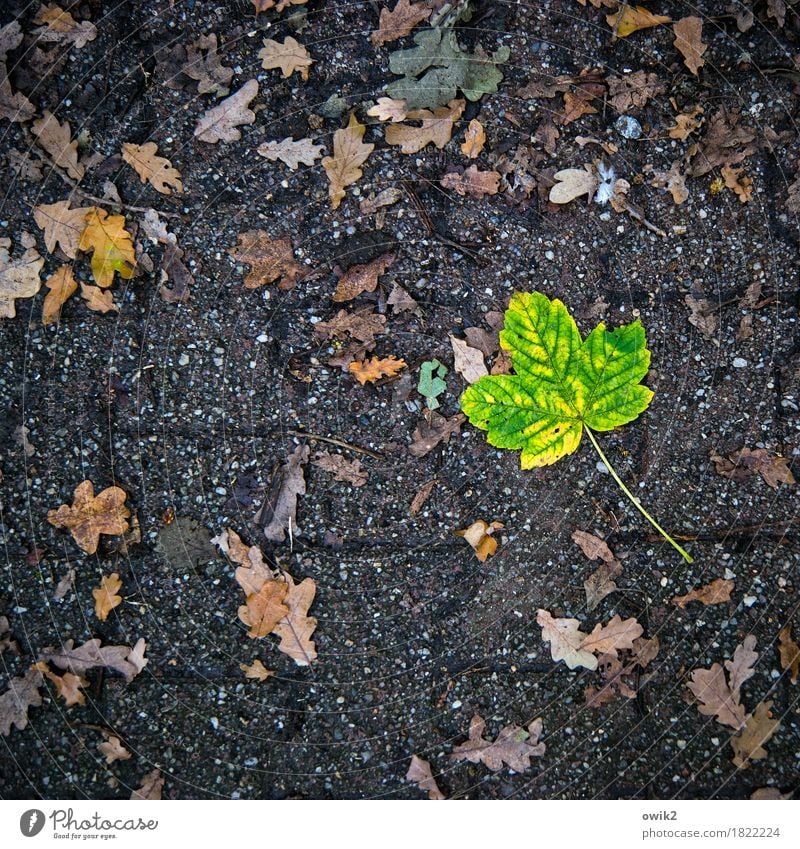 Sonderling Umwelt Natur Pflanze Herbst Blatt unten gelb grün orange Traurigkeit Sorge Trauer Einsamkeit Idylle rein Schmerz Verfall Vergänglichkeit