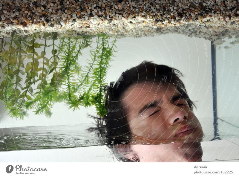 aufgetaucht Junger Mann Jugendliche Erwachsene Kopf Gesicht tauchen Aquarium Wasser Fisch Wasserpflanze Wasseroberfläche verkehrt falsch Luft Luftblase Kieme