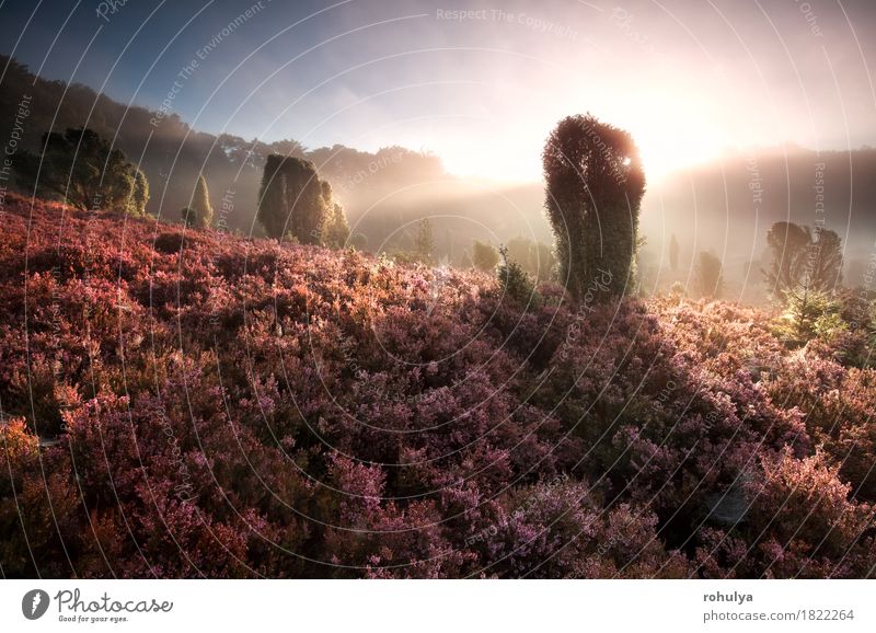 nebligen Sonnenaufgang auf Hügeln mit blühenden Heidekraut Sommer Landschaft Pflanze Himmel Nebel Baum Blume rosa Gelassenheit Sonnenschein Strahl Bergheide