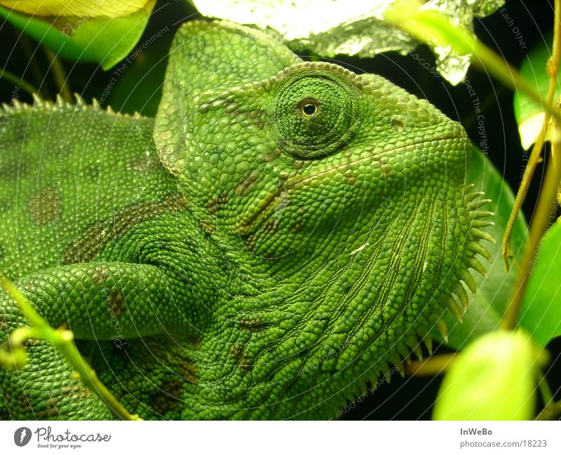 Chameleo Calyptratus Reptil Chamäleon grün Nahaufnahme Auge