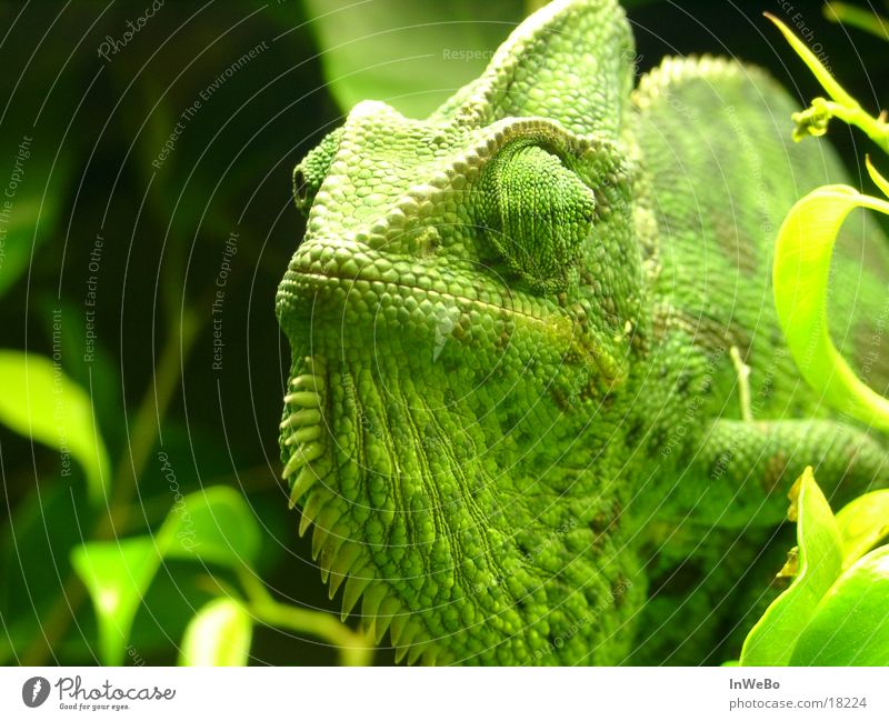 Chameleon Jemen Reptil grün Blatt Calyptratus Nahaufnahme
