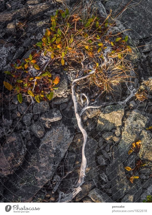 lebensbäumchen Natur Pflanze Urelemente Erde Herbst Baum Felsen ästhetisch stark trocken Nordkap Norwegenurlaub Herbstfärbung Moos Flechten Wurzel Lebensbaum