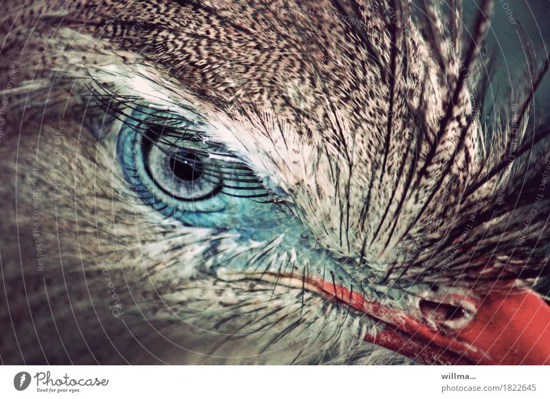 deine blauen augen... II exotisch schön Tier Wildtier Vogel Auge Feder authentisch Wimpern Kranichvögel Seriema Cariama cristata Red-legged Seriema gefiedert
