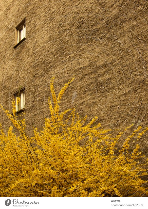 Urbaner Frühling Mauer Brandmauer Haus Gebäude Putz Wand Fenster 2 Sträucher Pflanze Blüte gelb Zweig Stadt Jahreszeiten Blühend austreiben Textfreiraum