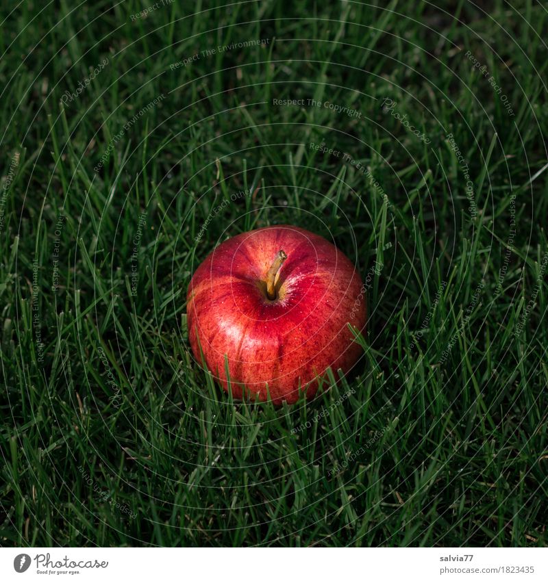 Apfel im Gras Gesundheit Gesunde Ernährung Leben Natur Erde Herbst Grünpflanze Frucht Garten Wiese liegen frisch gut rund saftig grün rot Qualität