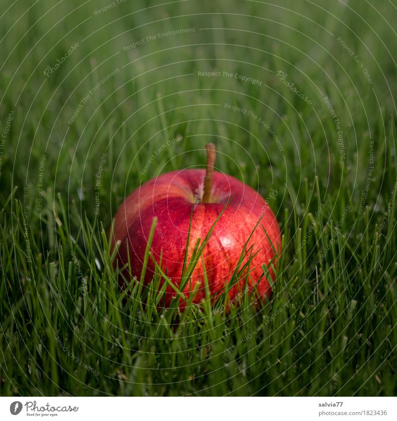 süß | oder sauer Lebensmittel Frucht Apfel Gesundheit Gesunde Ernährung Sommer Herbst Garten frisch lecker positiv grün rot vitaminreich Vitamin C fruchtig