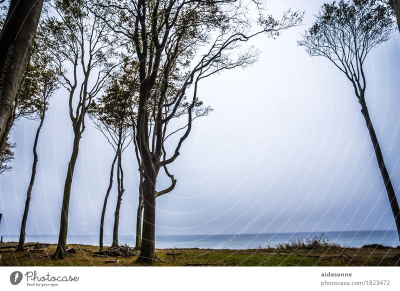 gespensterwald Landschaft Wolkenloser Himmel Wald Ostsee Stimmung Romantik achtsam Wachsamkeit Farbfoto Außenaufnahme Menschenleer Tag