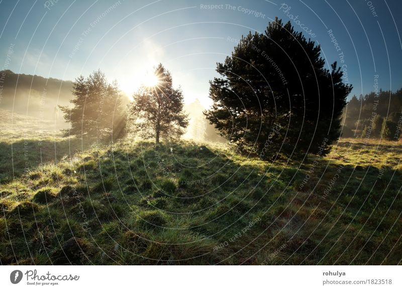 Sonnenstrahlen durch Kiefern auf nebligen Hügeln Sommer Natur Landschaft Himmel Nebel Baum Gras Wiese grün nadelhaltig Stern Sonnenschein Strahl