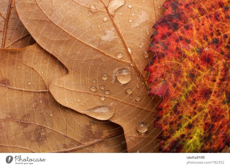 Herbstlaub Farbfoto mehrfarbig Außenaufnahme Nahaufnahme Detailaufnahme Makroaufnahme Menschenleer Textfreiraum links Textfreiraum rechts Natur Wassertropfen