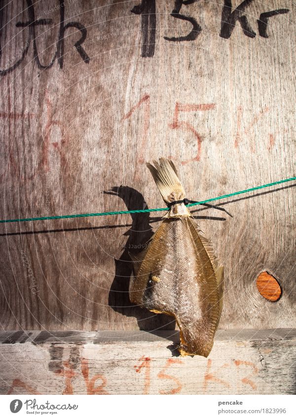 billich | will ich Lebensmittel Fisch Ernährung Tier Holz Armut Billig lecker klug trist trocken kaufen sparsam Tradition Stockfisch Skandinavien Dänemark
