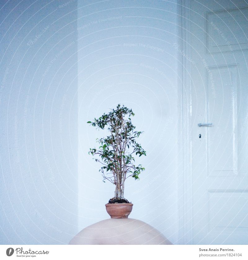 Baum des Lebens. Rücken 1 Mensch Pflanze Zimmerpflanze Einsamkeit Tür skurril Kunst Farbfoto Gedeckte Farben Zentralperspektive