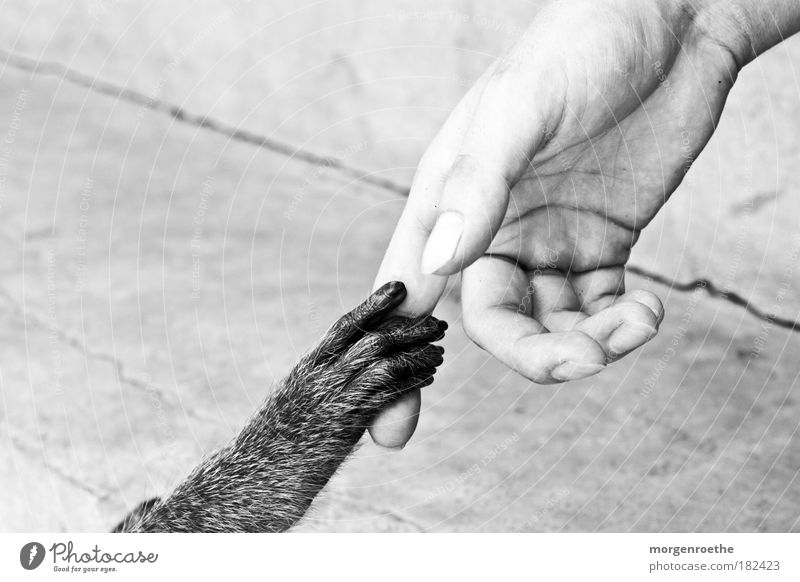 freundschaft Schwarzweißfoto Außenaufnahme Detailaufnahme Kontrast Schwache Tiefenschärfe Mensch maskulin Hand Finger 1 Tier Pfote füttern Kommunizieren